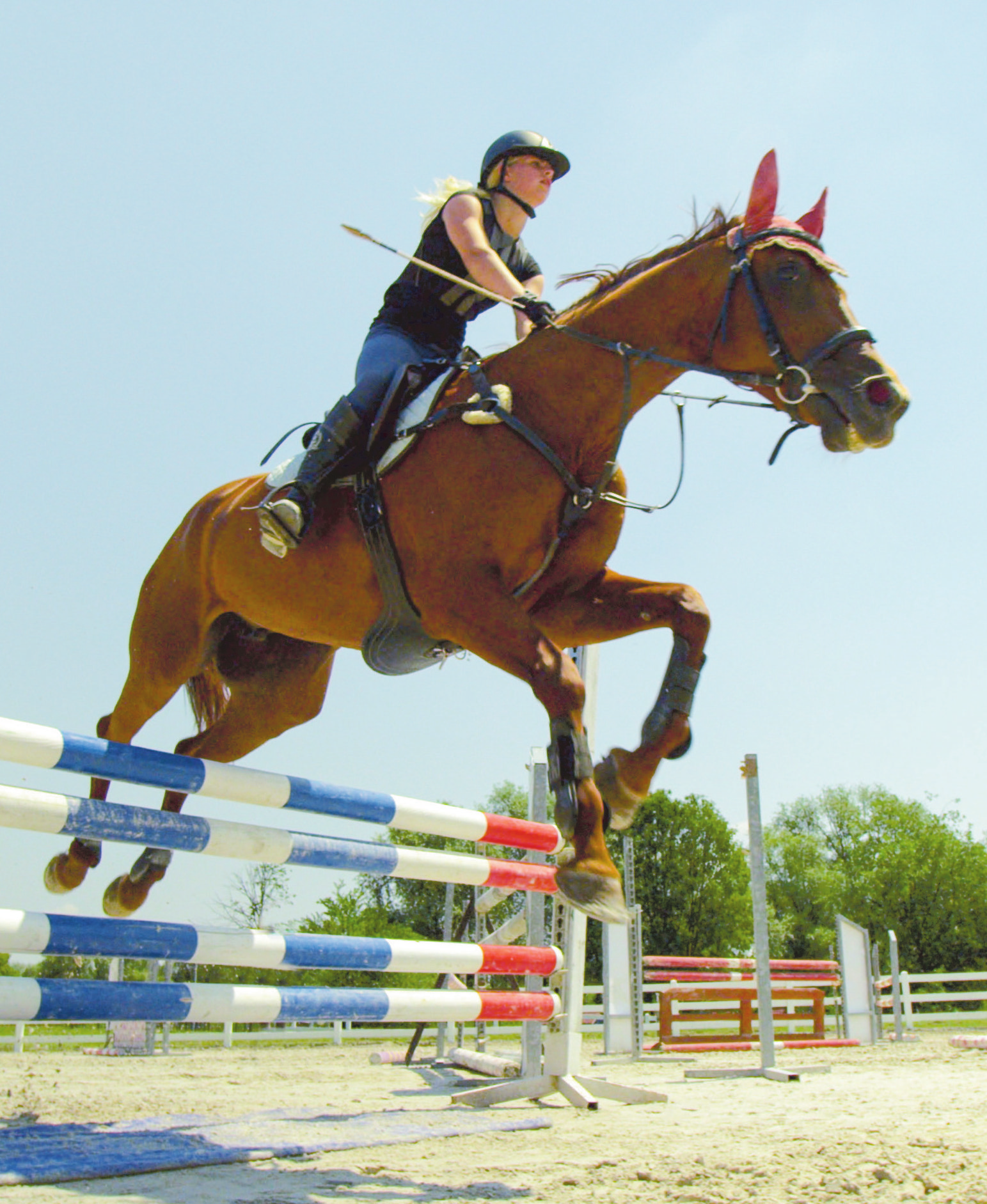 Alles rund ums Pferd – vor Ort